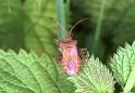 Coreus_marginatus_F1523_Z_85_Les Gris_Frankrijk